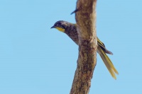 Medosavka zlutohrdla - Nesoptilotis flavicollis - Yellow-throated Honeyeater o5891